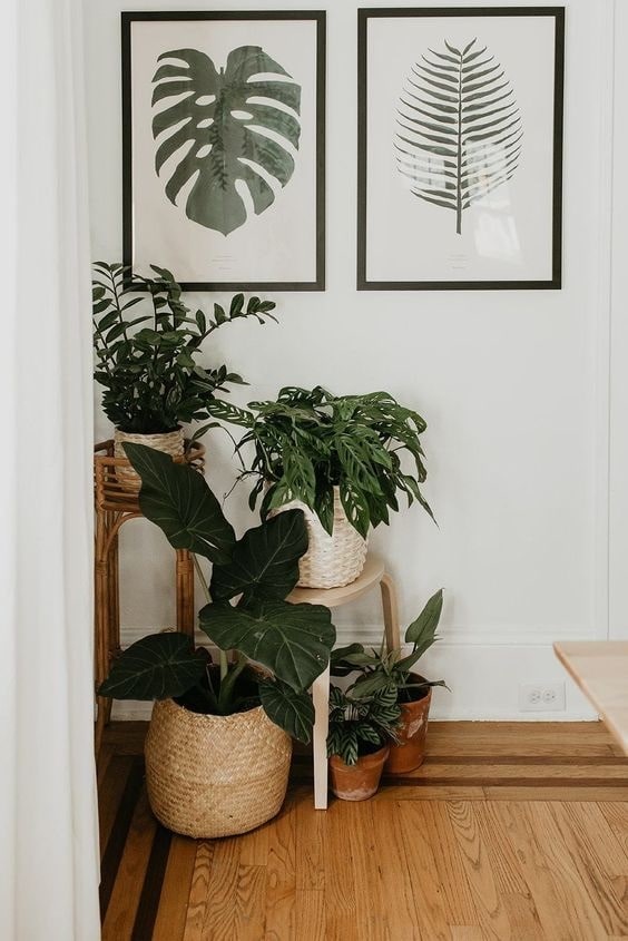 piante da appartamento