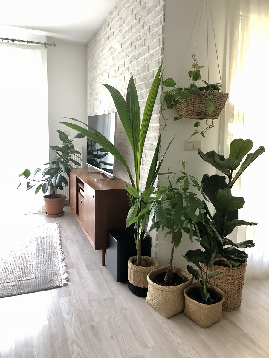 piante per appartamento